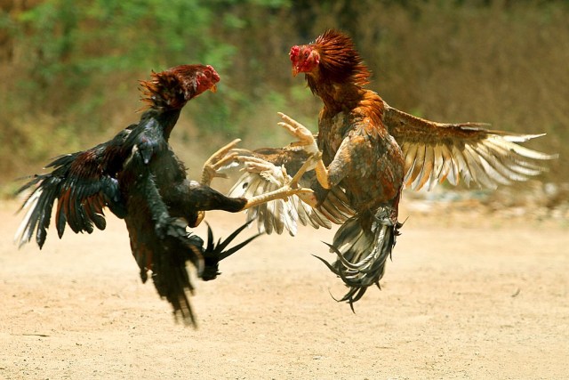 Taruhan Sabung Ayam: Pengertian dan Cara Gampang Menang