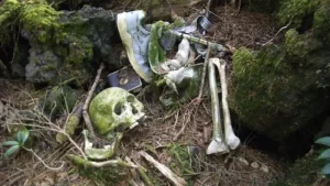 Hutan Aokigahara: Mengungkap Misteri Hutan Berdarah