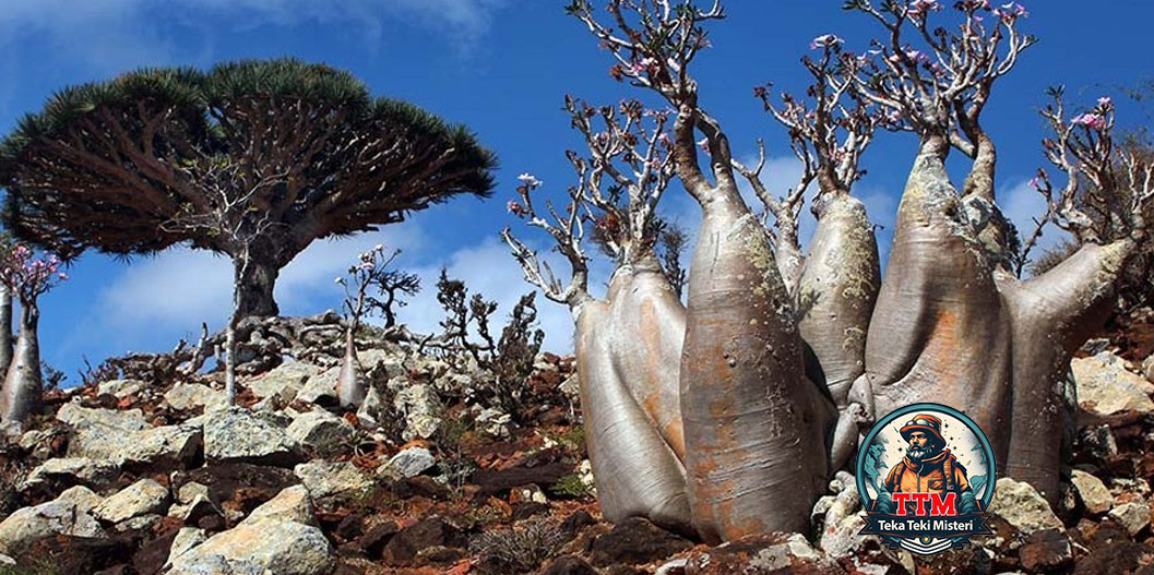 Pulau Socotra