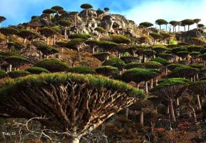 Pulau Socotra