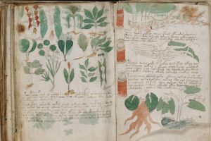 Penemuan Misterius Manuskrip Voynich