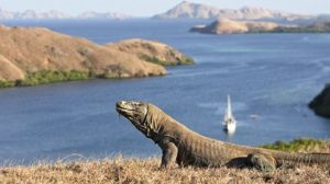 Misteri Pulau Komodo