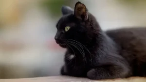 Ritual Kuno dan Kucing Hitam: Kaitan Mistis yang Tak Terungkap!