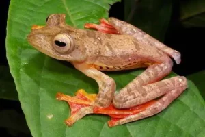 Rahasia di Balik Keisengan Si Katak Kecil: Dari Nakal Jadi Baik!